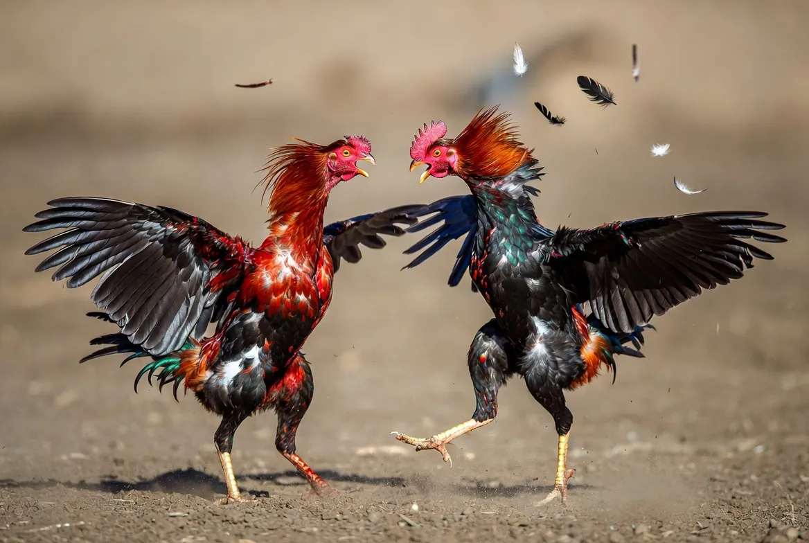 Trận đấu đá gà CPC1 tại BJ88