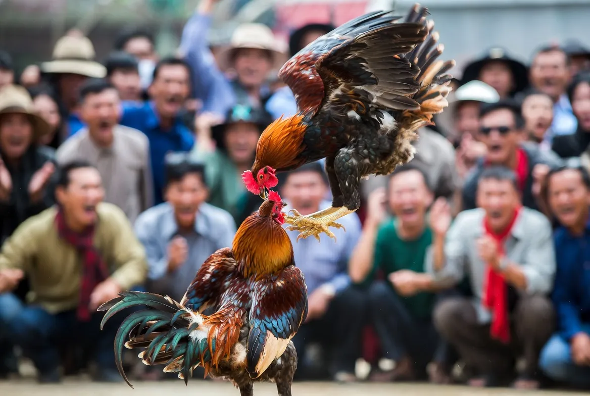 Trận đấu đá gà cựa dao tại BJ88
