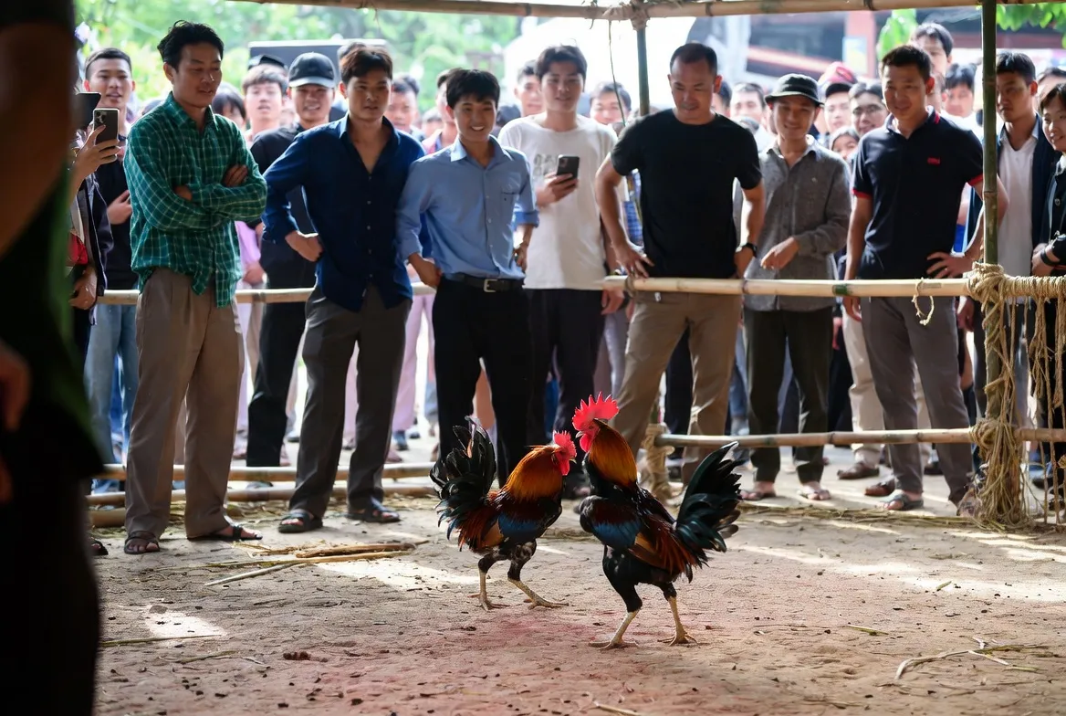 Trận đấu đá gà cựa sắt tại BJ88