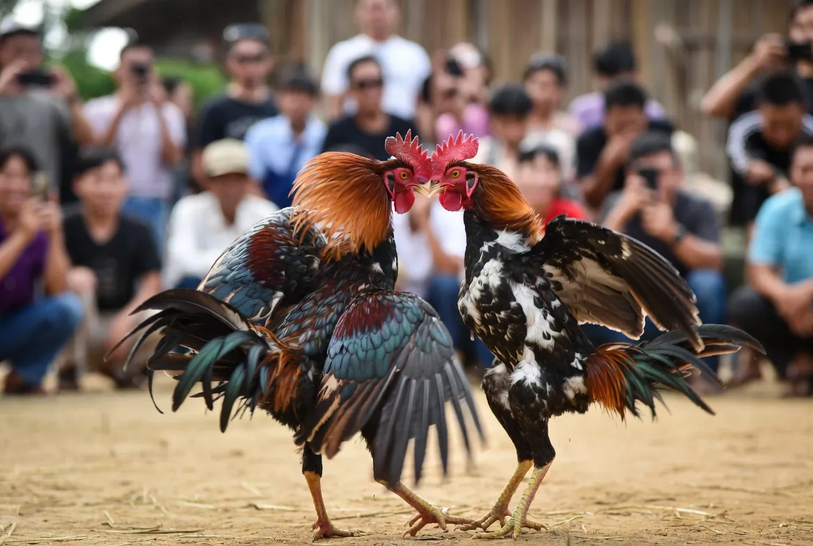 BJ88 đá gà - Sân chơi đá gà trực tuyến uy tín