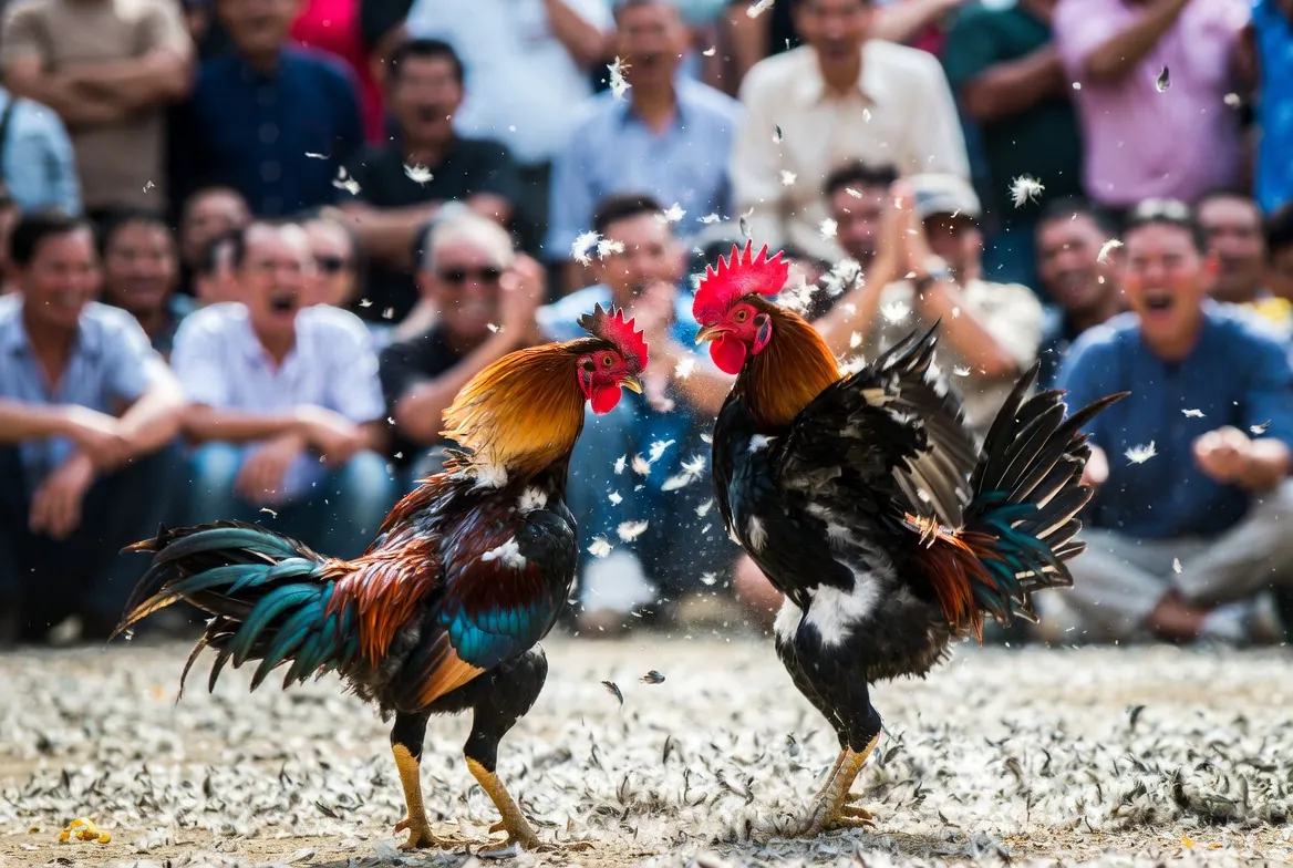 Kỹ thuật đá gà BJ88